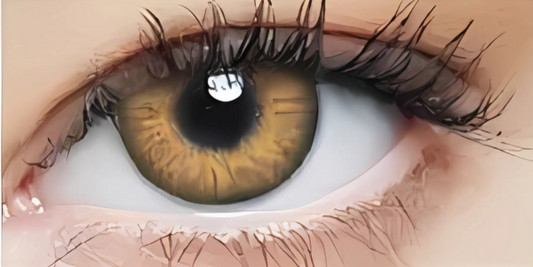 Eye Dia Partywear Chestnut Brown